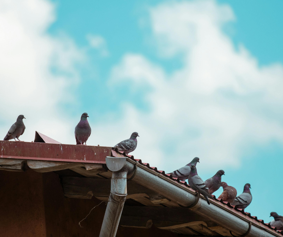 common gutter problems